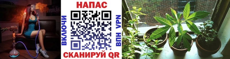 Конопля план как найти закладки Котельнич